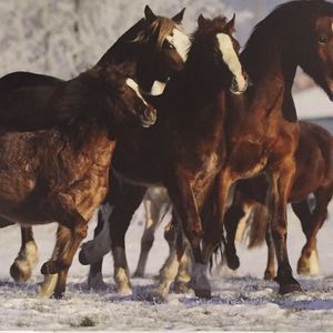 Meet your Posher, Maria